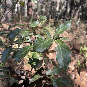 樟葉櫟