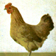 松滋雞 松滋雞