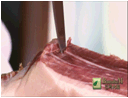 巴瑪火腿切割方法
