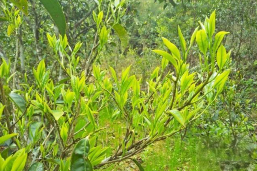 蓮花山茶