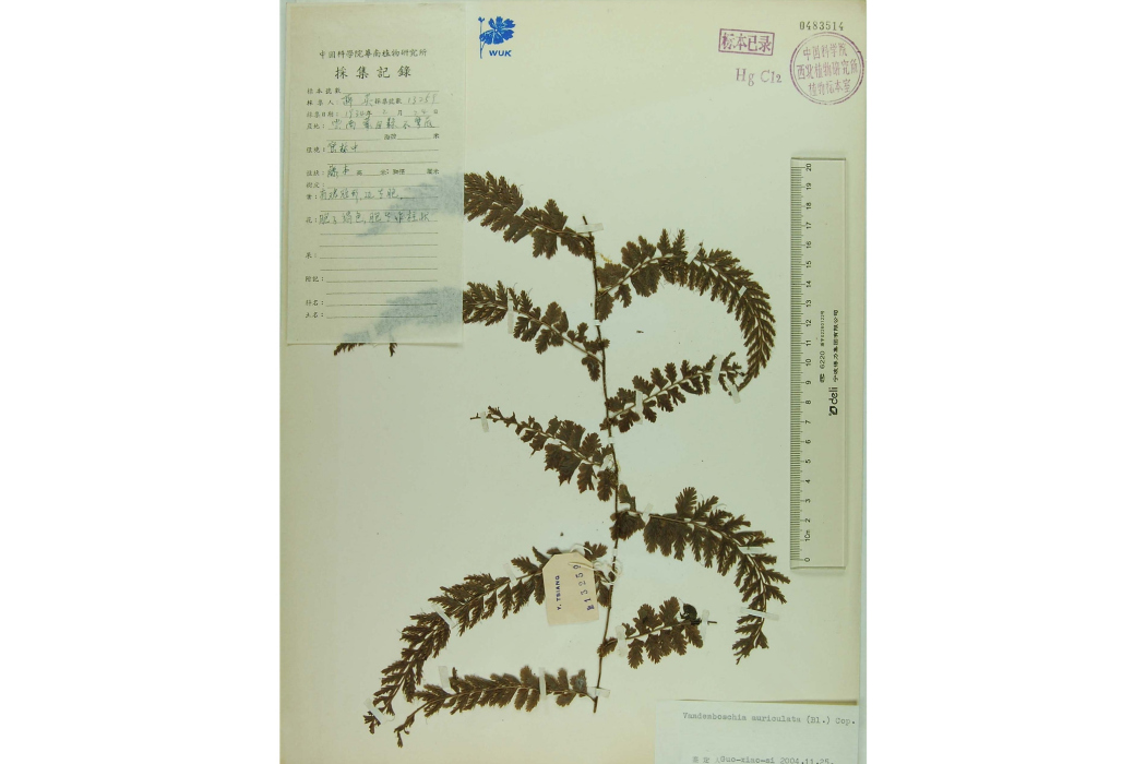 瓶蕨(耳葉瓶蕨) 瓶蕨(耳葉瓶蕨)