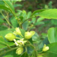 女兒香(國家二級保護野生植物沉香)