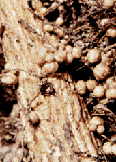 根瘤菌與大豆互利共生關係