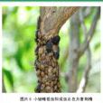 小皺蝽 小皺蝽