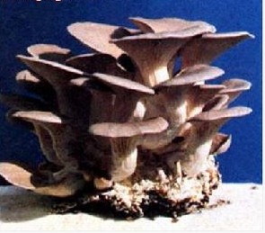 鳳尾菇