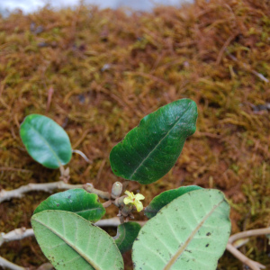 Nothocestrum peltatum