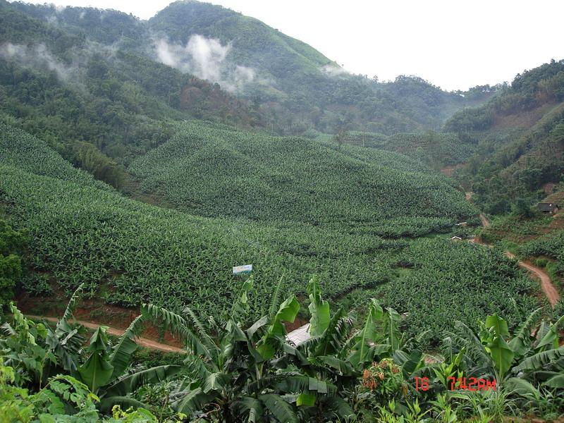 白鷳村香蕉種植基地