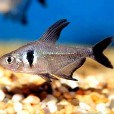 黑扯旗魚 黑扯旗魚