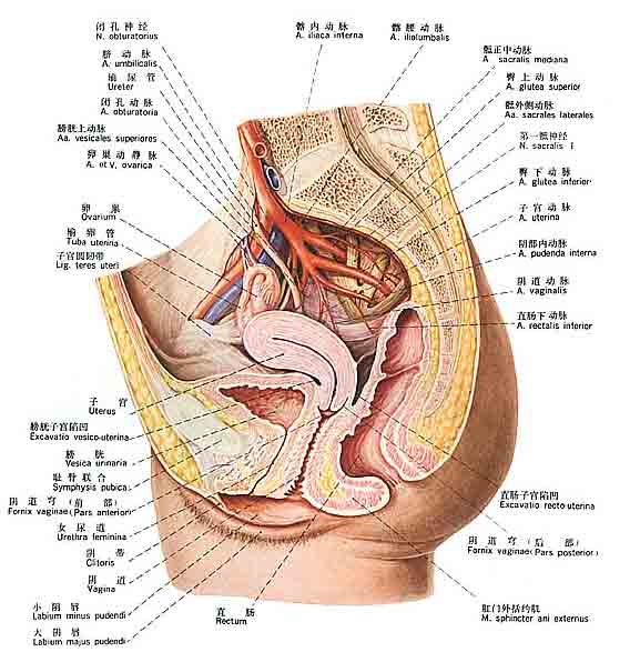 恥骨直腸肌綜合徵圖譜