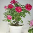 繁花鬧春 繁花鬧春
