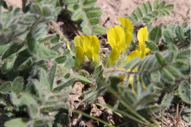 Astragalus abruptus Astragalus abruptus