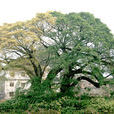 蘆崗村 蘆崗村