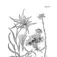 美頭火絨草 美頭火絨草