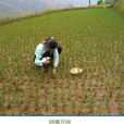 他的么村(雲南省大姚縣三岔河鄉下轄村)