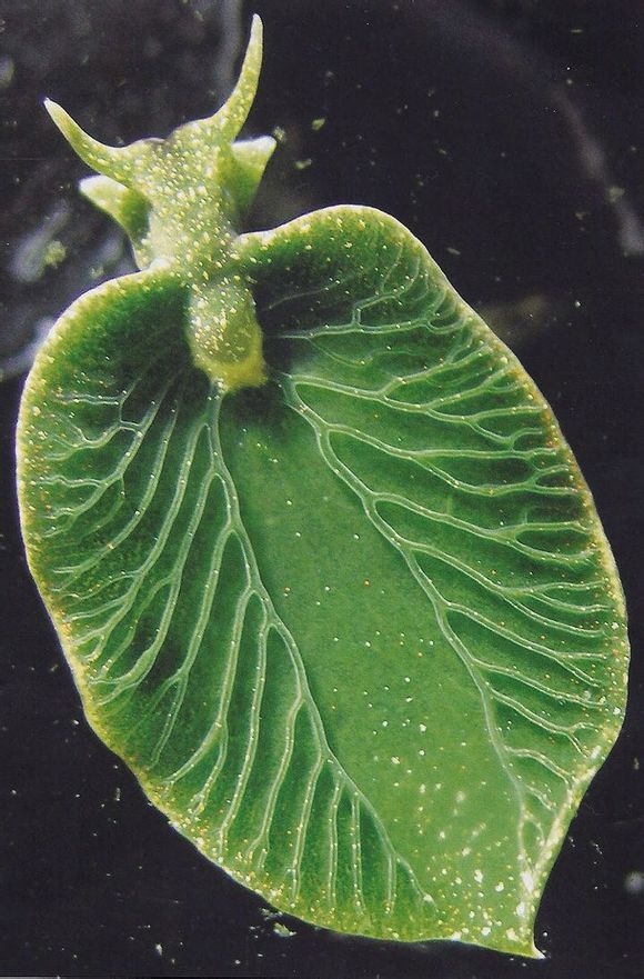 綠葉海蛞蝓