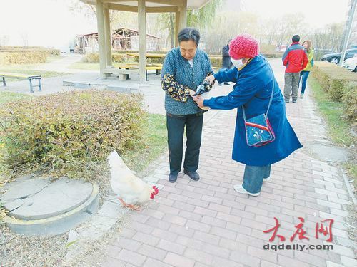 阿姨遛雞 阿姨遛雞