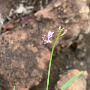 Cleome macrophylla