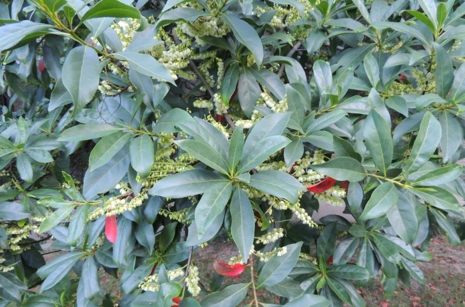 禿蕊杜英 禿蕊杜英