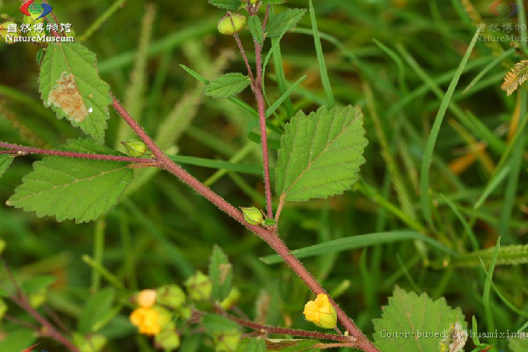 榿葉黃花棯 榿葉黃花棯