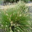 藏香茅 藏香茅
