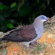 山皇鳩 山皇鳩