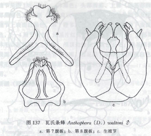 瓦氏條蜂