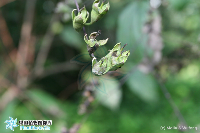 牯嶺山梅花（變種）