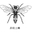 土蜂子 土蜂子