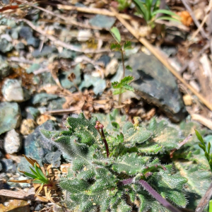 Biscutella rotgesii