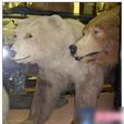 灰北極熊