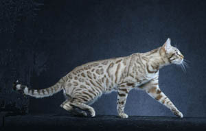亞洲豹紋貓