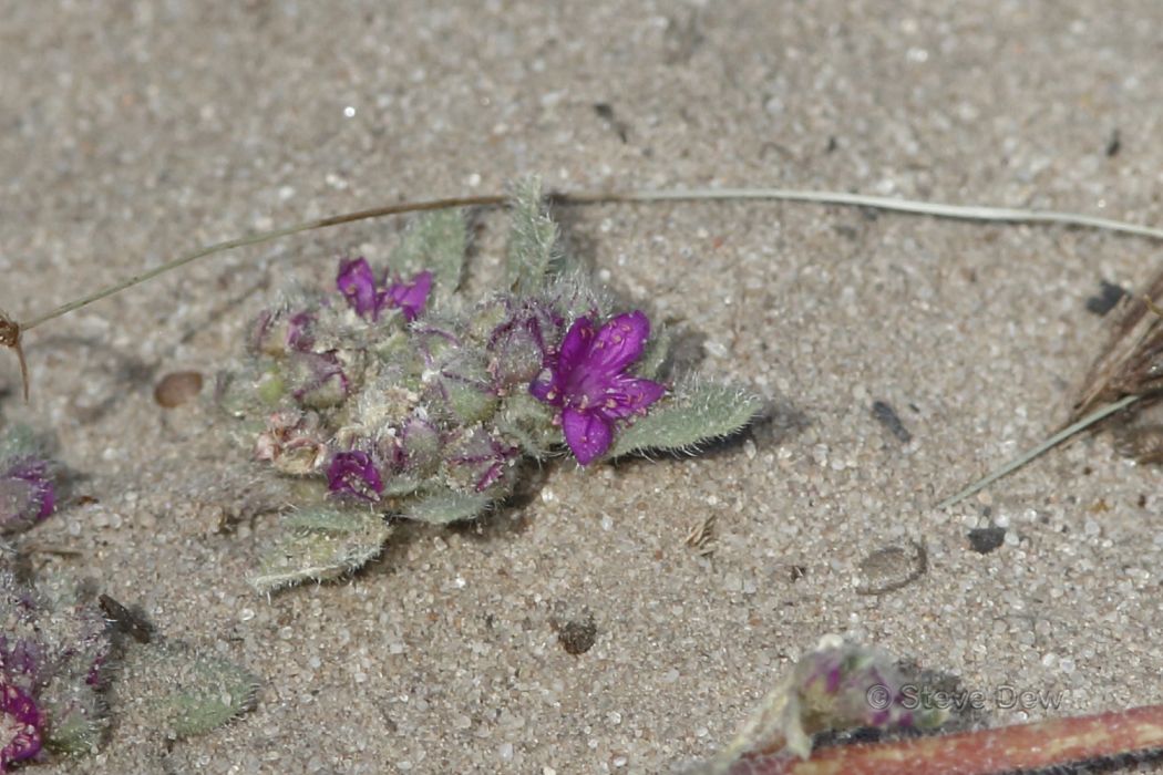 Trianthema patellitectum