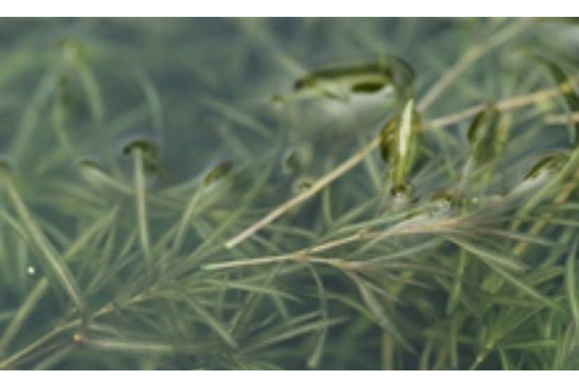 小竹節 小竹節