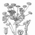 青藏稜子芹 青藏稜子芹