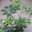 花葉鵝掌柴 花葉鵝掌柴