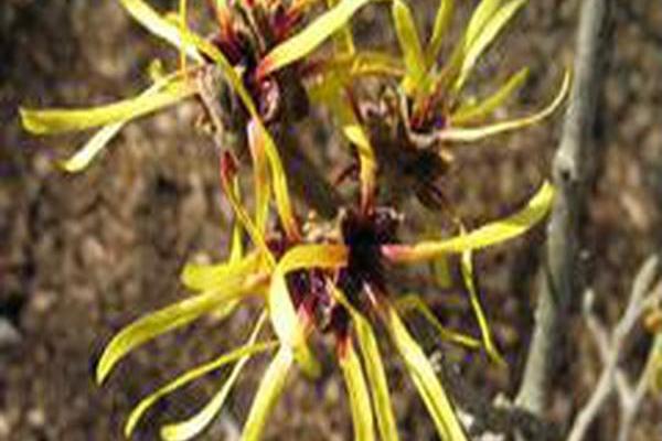 Hamamelis mollis \x27Imperialis\x27