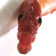 克氏棘赤刀魚 克氏棘赤刀魚