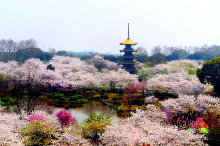 杭州櫻花園