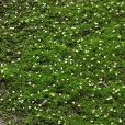 毛柄水毛茛 毛柄水毛茛
