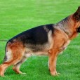 錘系德牧(錘系犬)