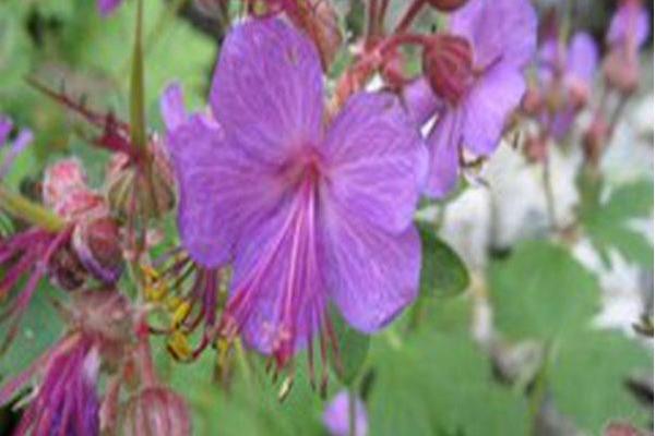 Geranium macrorrhizum Geranium macrorrhizum