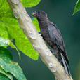 非洲黑鸚鵡