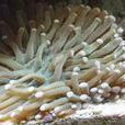 飛碟珊瑚