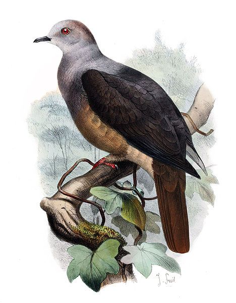 吼皇鳩 吼皇鳩