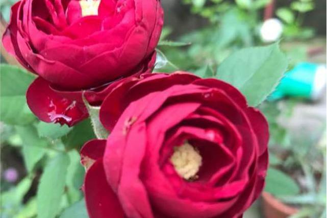 玫紅蕾絲 玫紅蕾絲