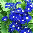 毛葉藍盆花