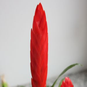 斑馬紅劍