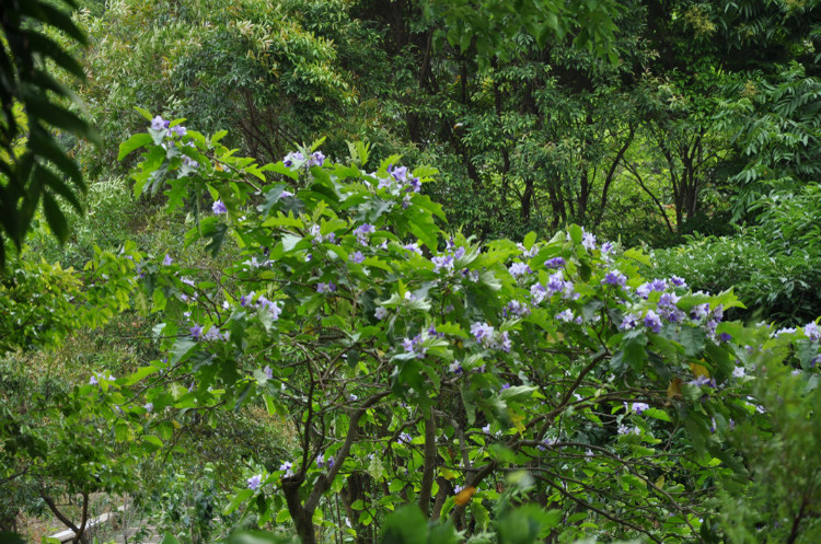 大花茄