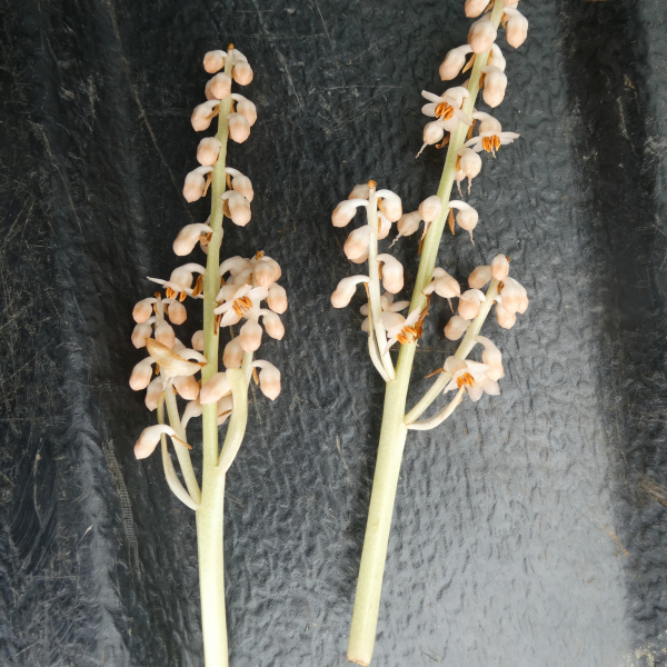 Tapeinosperma canalense