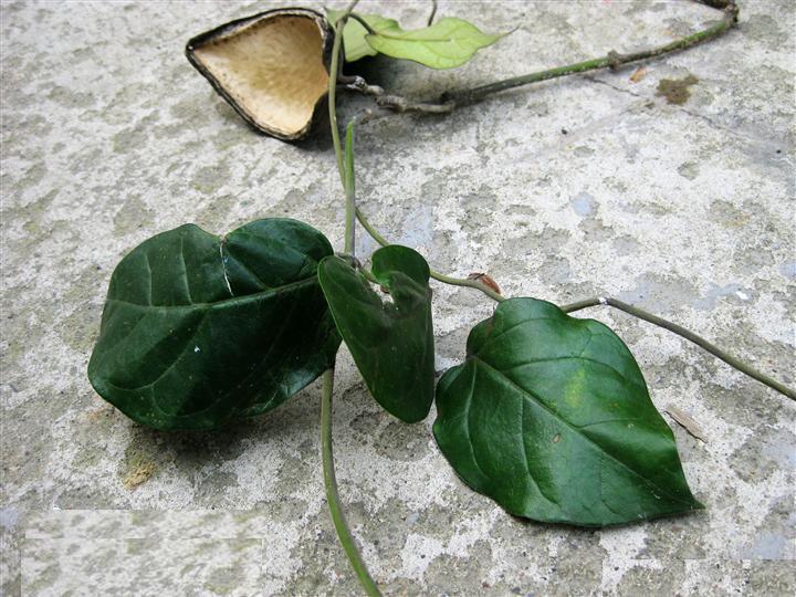 牛奶菜組 牛奶菜組